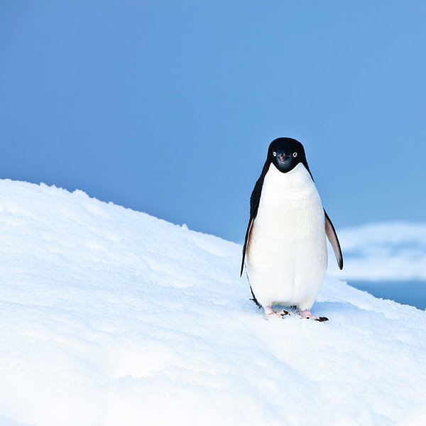 Meaning of waddle Word Counter